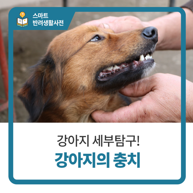  일산 고양 화정 24시 탑케어동물의료원 [강아지의 충치]