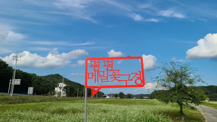  메밀꽃필무렵 안동 여행, 풍산 계평리 만평 평평 메밀꽃밭 구경