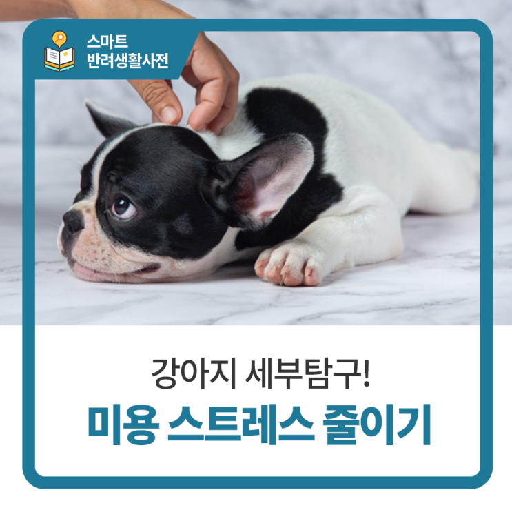  일산 고양 화정 24시 탑케어동물의료원 [미용 스트레스 줄이기]