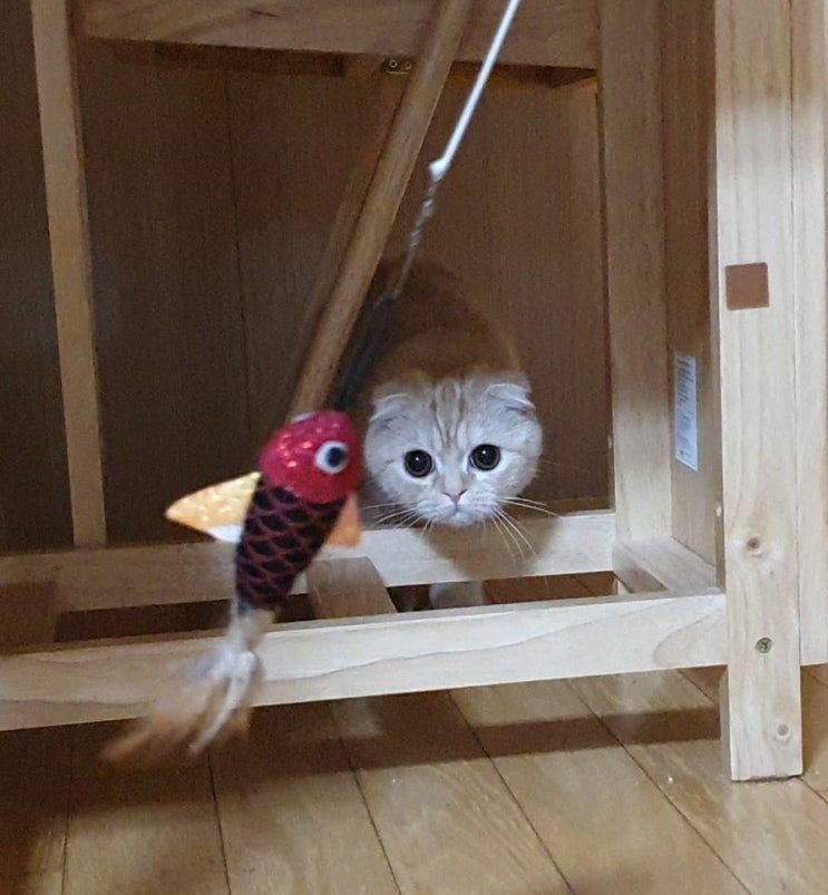 고양이장난감-레이저와 낚시대 가능한  코펫고양이4단 낚시대