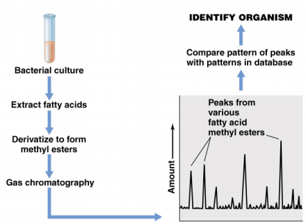 [식품미생물학] Microbial Systematics 미생물 체계학 : 네이버 블로그