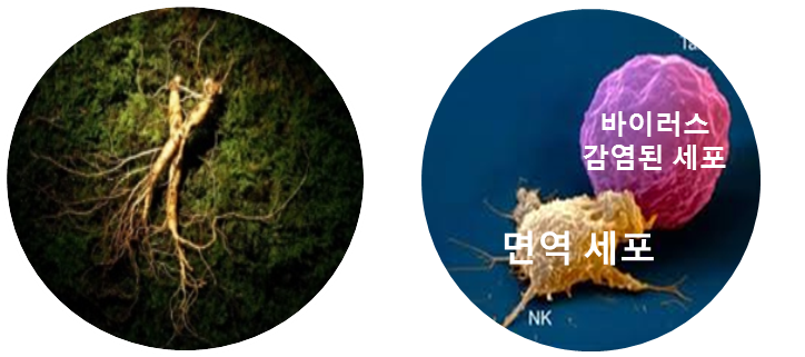 산삼효능의 비밀을 간직한 