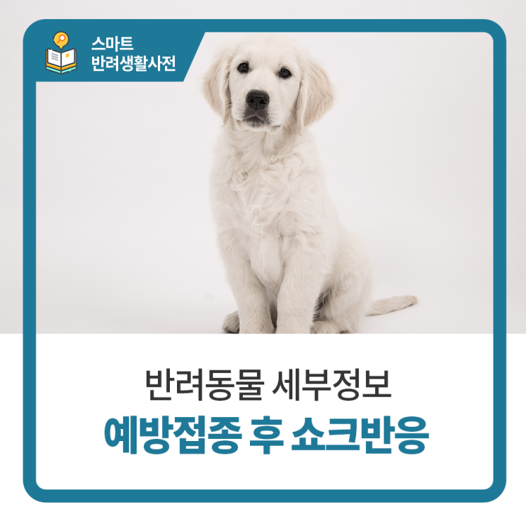  일산 고양 화정 24시 탑케어동물의료원 [예방접종 후 쇼크반응]