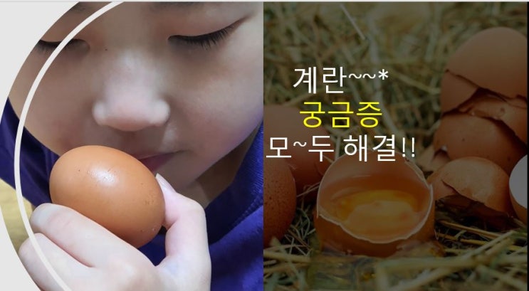 계란의 유통기한과 먹어도 되는 계란 구별하는 방법