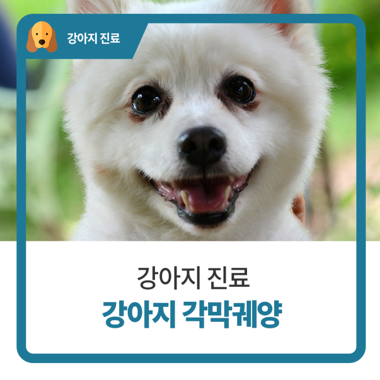  일산 고양 화정 24시 탑케어동물의료원 [강아지 각막궤양]