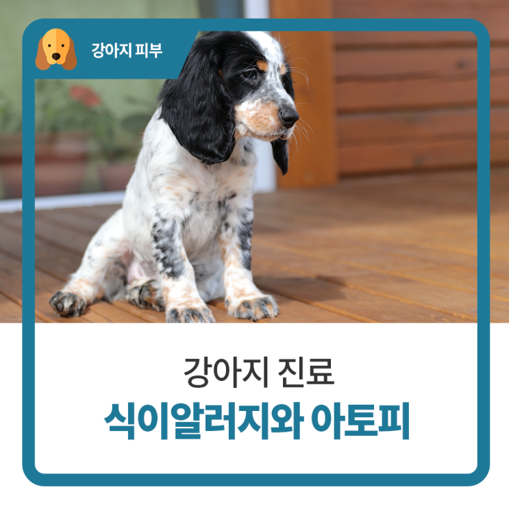  일산 고양 화정 24시 탑케어동물의료원 [식이알러지와 아토피 피부질환]