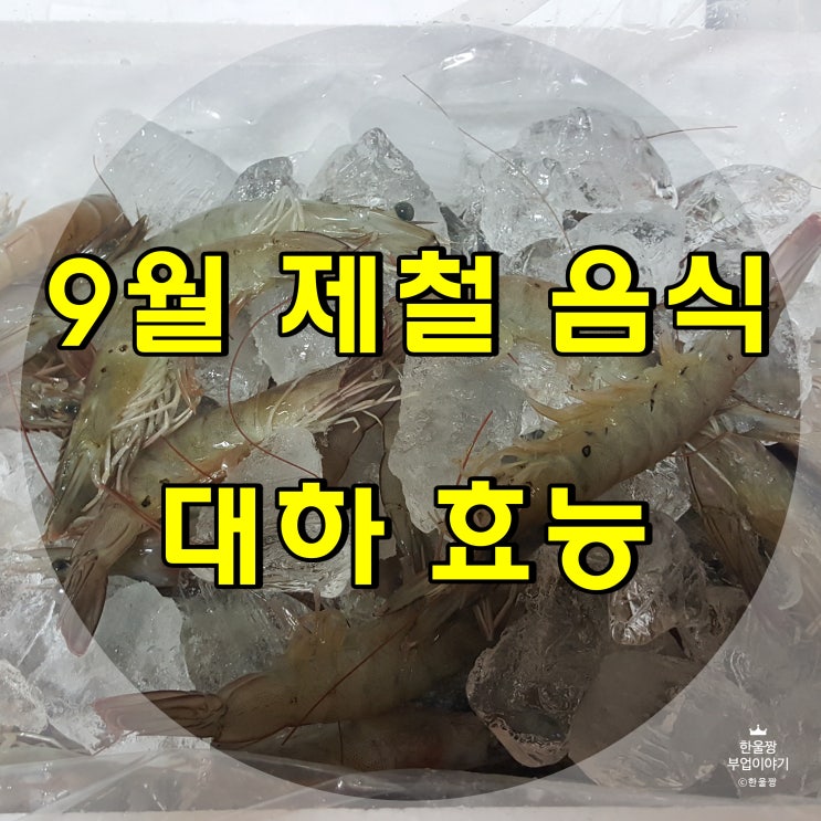 9월 제철 음식 대하 효능 알고 먹자