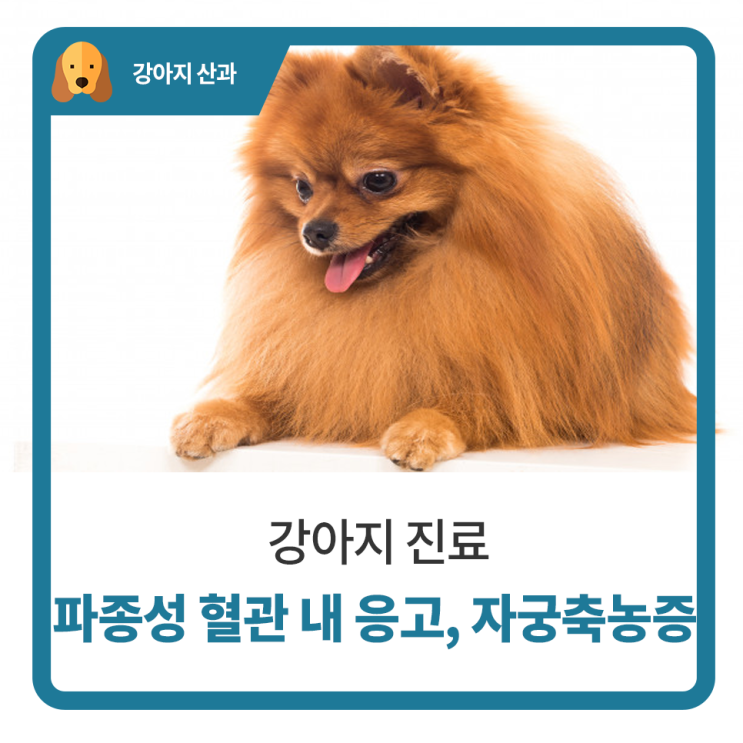  일산 고양 화정 24시 탑케어동물의료원 [파종성 혈관 내 응고, 강아지 자궁축농증]