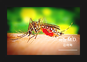  오래 낫지 않는 모기 물린 자국, 뭐지?