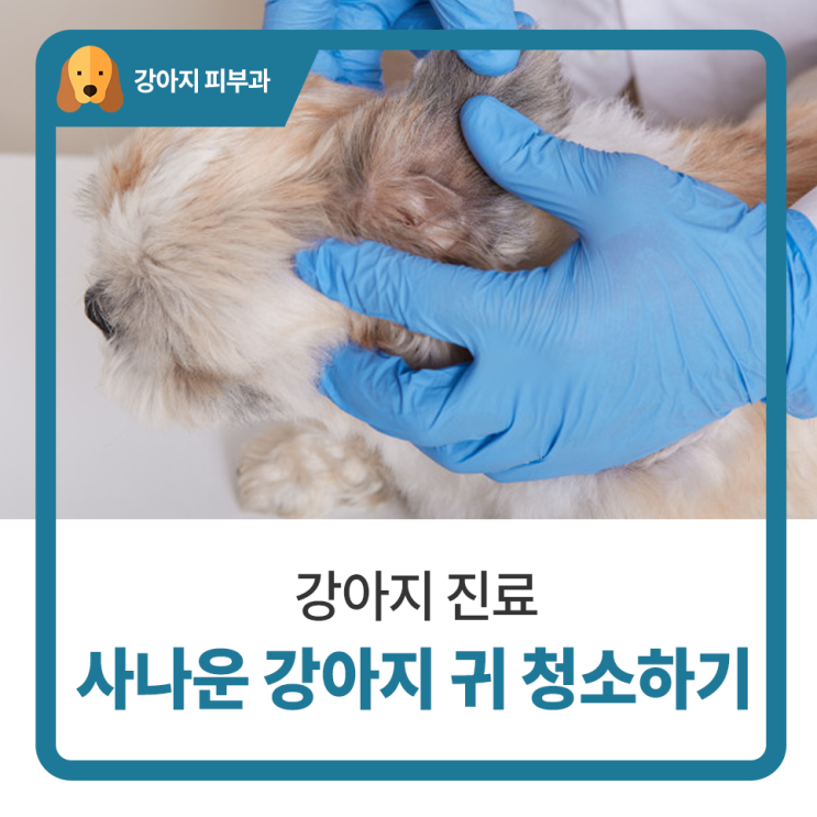  일산 고양 화정 24시 탑케어동물의료원 [사나운 강아지 귀 청소하기]