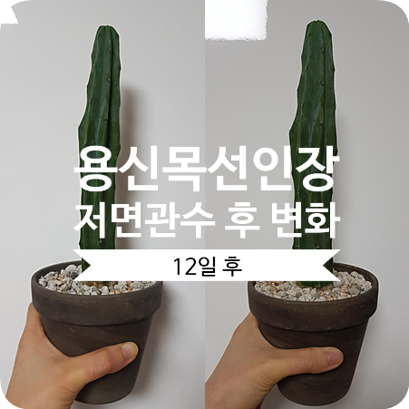  용신목 키우기 #2 용신목 선인장 저면관수로 물주기 12일 후