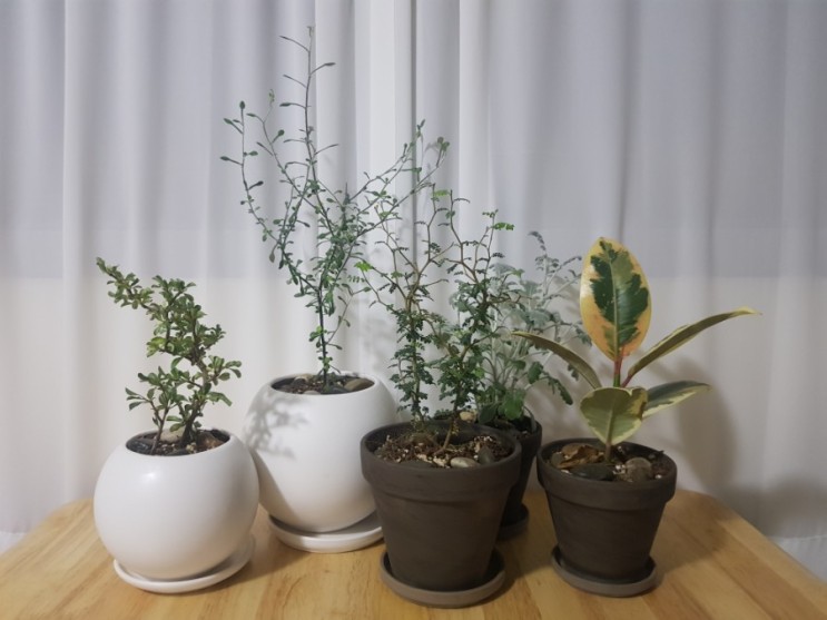 아무튼 식물 + 식물 이야기
