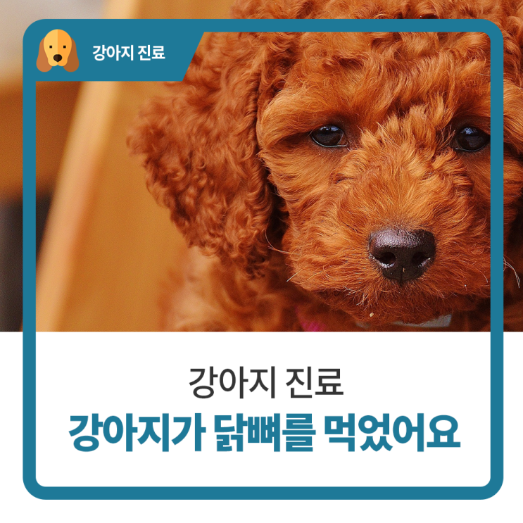  일산 고양 화정 24시 탑케어동물의료원 [강아지가 닭뼈를 먹었어요]