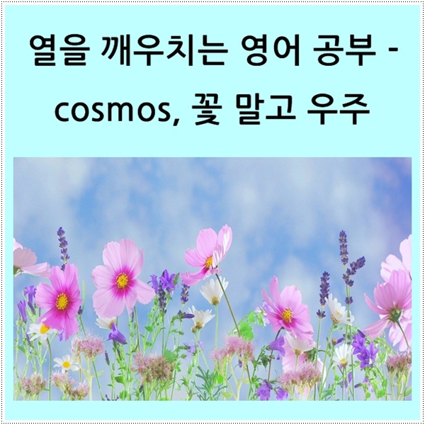  열을 깨우치는 영어 공부 - cosmos, 꽃 이름 말고 우주