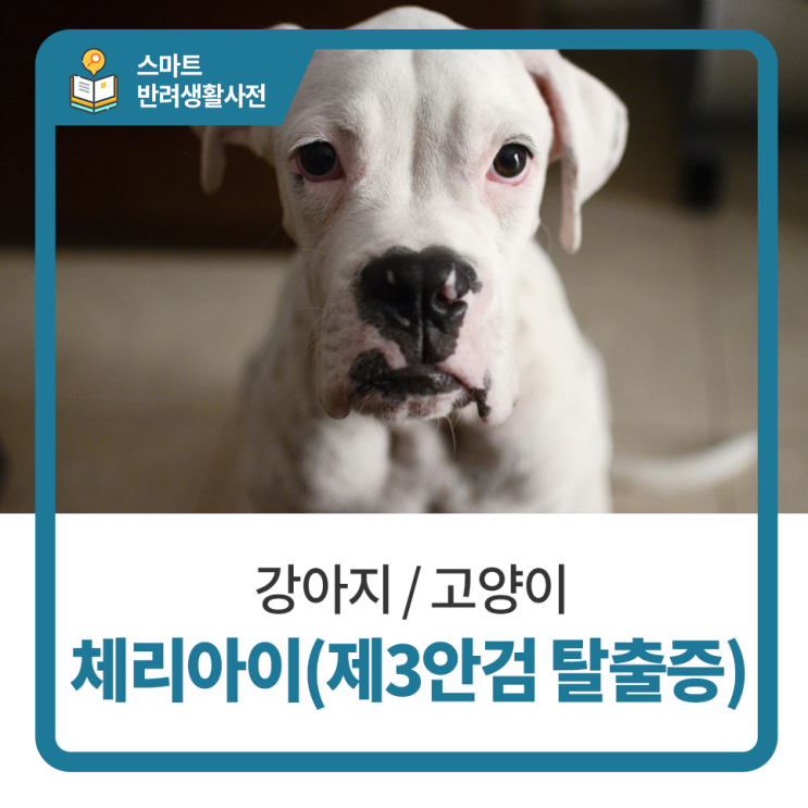  일산 고양 화정 24시 탑케어동물의료원 [체리아이(제3안검 탈출증)]