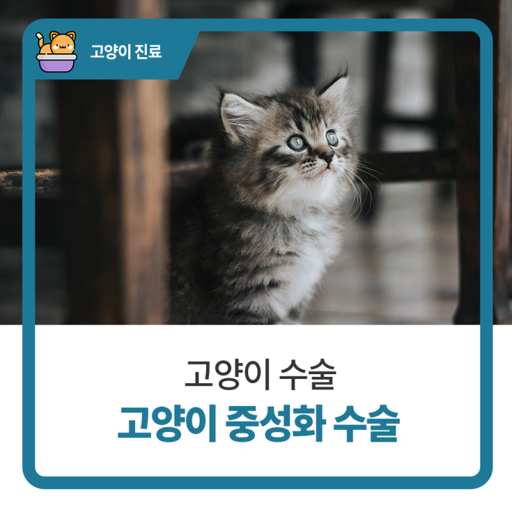 일산 고양 화정 24시 탑케어동물의료원 [고양이 중성화 수술]