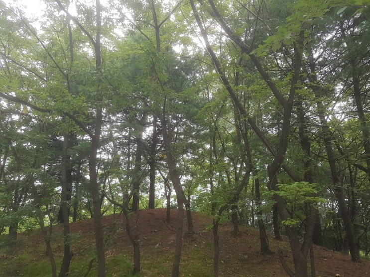  산림조합이 추석벌초대행서비스도 해주네요 가격은