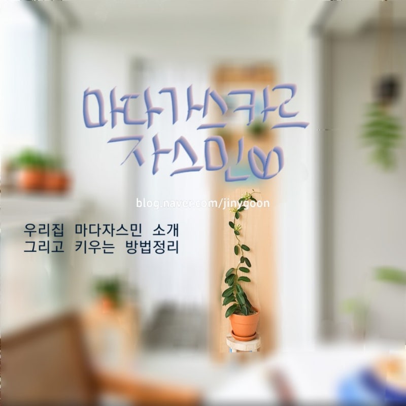 우리집 식물사전] 마다가스카르 자스민, 스테파노티스 키우는 방법 : 네이버 블로그