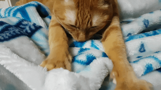  고양이 꾹꾹이 이유 알아보기