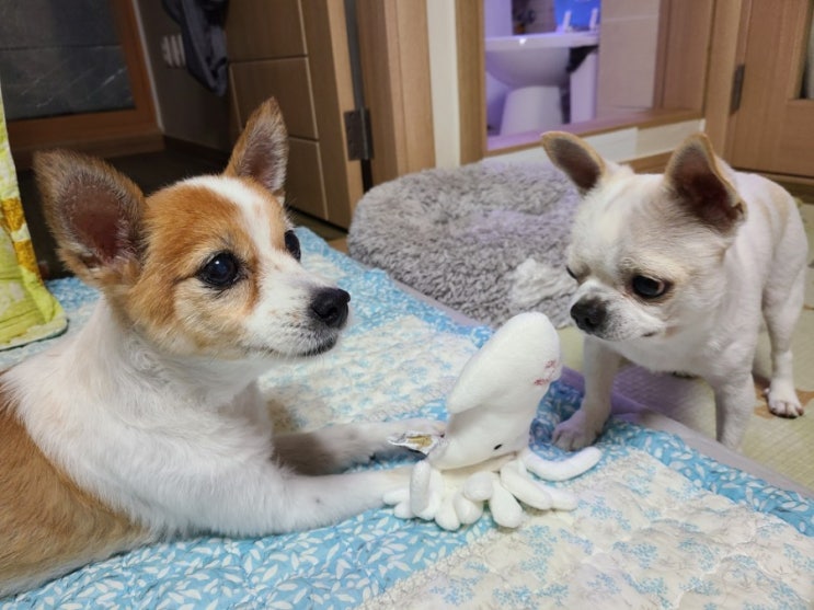 오랜만에 또봄이 일상 사진 오랜만에 또봄이 일상 사진