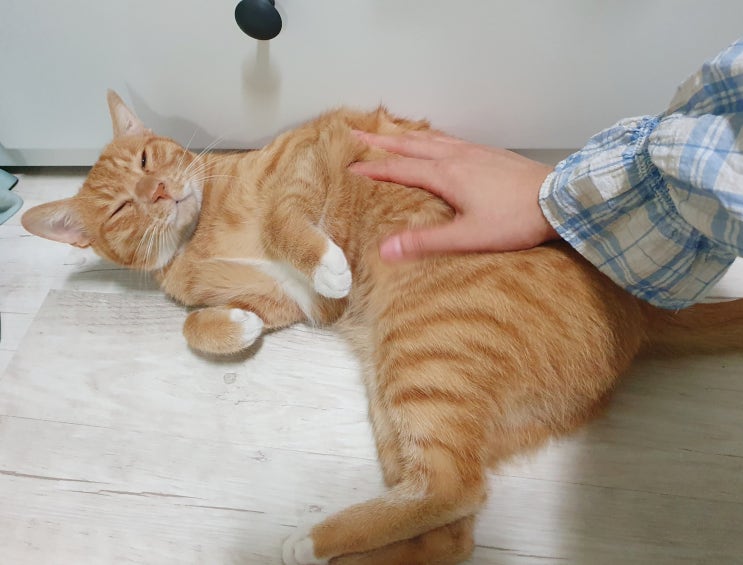  길고양이 치치이야기 2 : 어쩐지 길냥이가 아닌 것 같더라니 ㅠㅠ