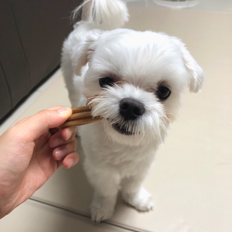 강아지덴탈껌 추천 디펫바이오견사돌 ! 강아지치석제거껌인데 기호성도 좋은 간식 :D