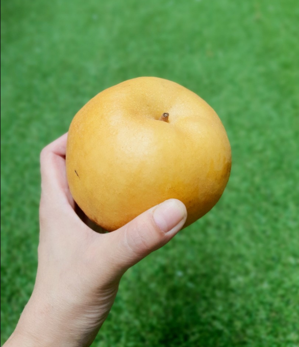  맛있는 배 고르는 방법  과일 보관방법