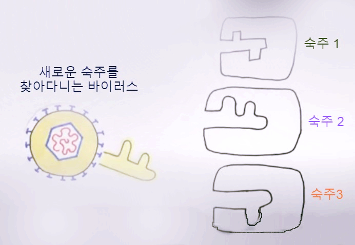  바이러스는 어떻게 수를 늘릴까? (바이러스 증식)