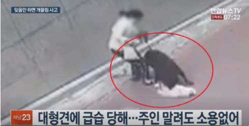 맹견 배상보험 가입 안하면 내년부터 과태료 300만원 맹견 배상보험 가입 안하면 내년부터 과태료 300만원