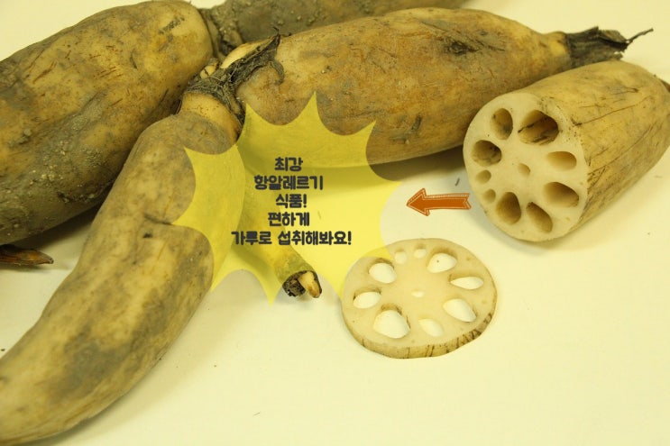  환절기 알레르기가 두려울 땐 뭐다? 당근 연근 이지!