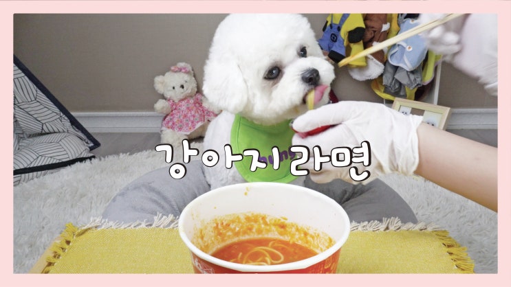  강아지먹방! 강아지 컵라면 강아지간식 만들기 [강아지음식 레시피]