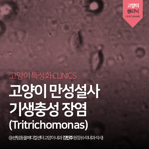  [고양이전문진료] 고양이 만성설사 기생충성 장염 (Tritrichomonas, 트리코모나스)