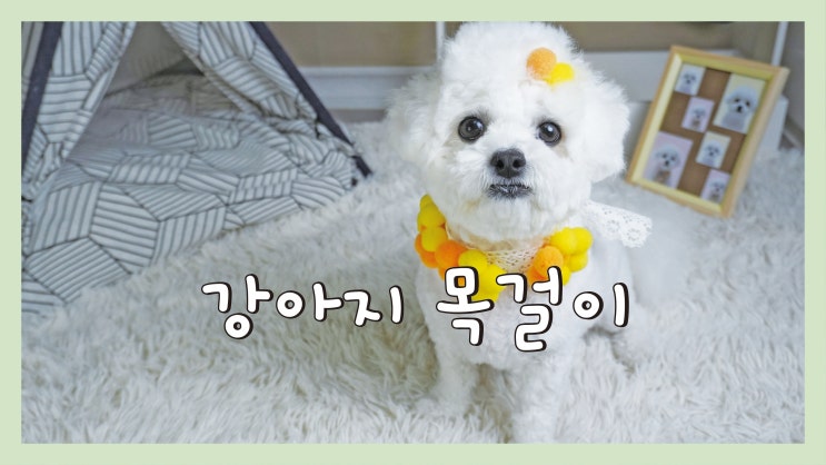  강아지 목걸이 만들기 /DIY 영상
