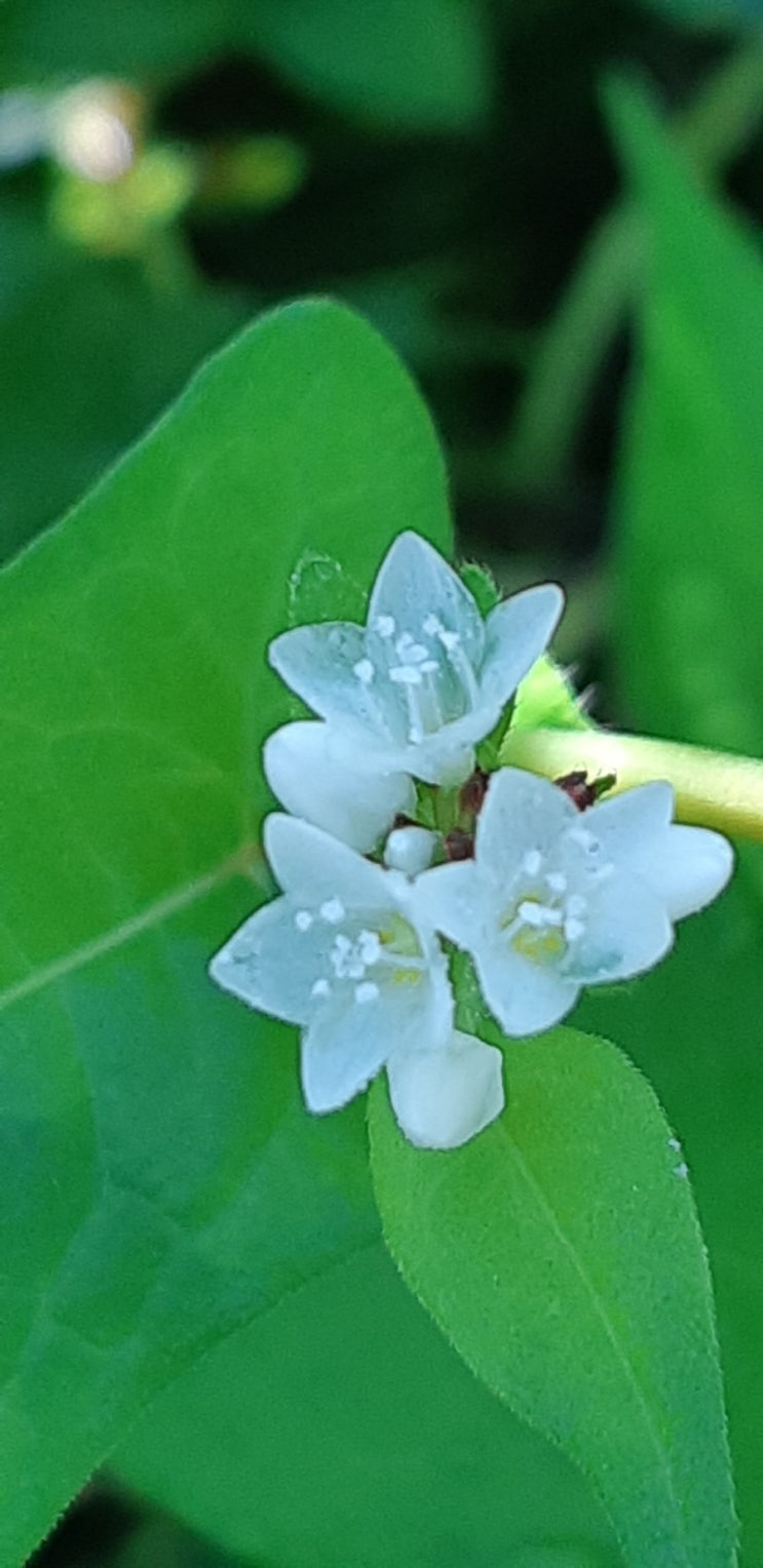 고마리의 효능, 부작용,건조 판매