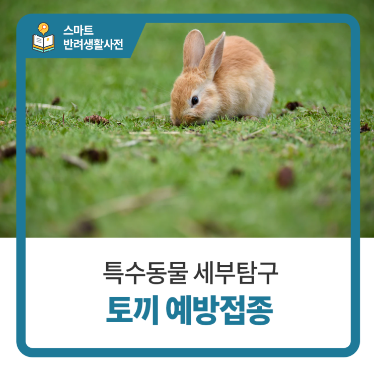 일산 고양 화정 24시 탑케어동물의료원 [토끼 예방접종]