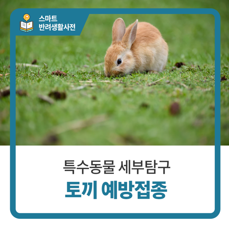  일산 고양 화정 24시 탑케어동물의료원 [토끼 예방접종]