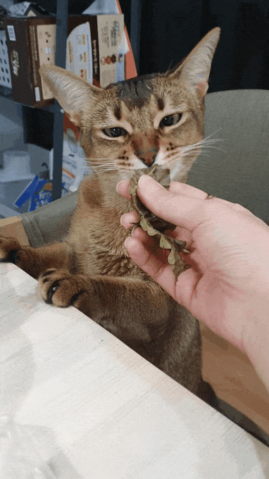  멍충미 돋는 고양이 우리집 레쟈 개인기 보고가라냥~