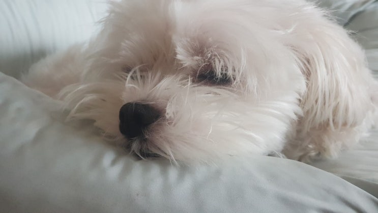  아톰이의 다락방에 오신걸 환영해요~