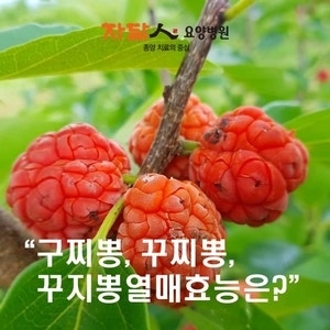 쿠치폰 효능 쿠치폰 효능 구찌뽕 뿌리의 열매 효능 먹는 법 당뇨병에 좋은 차