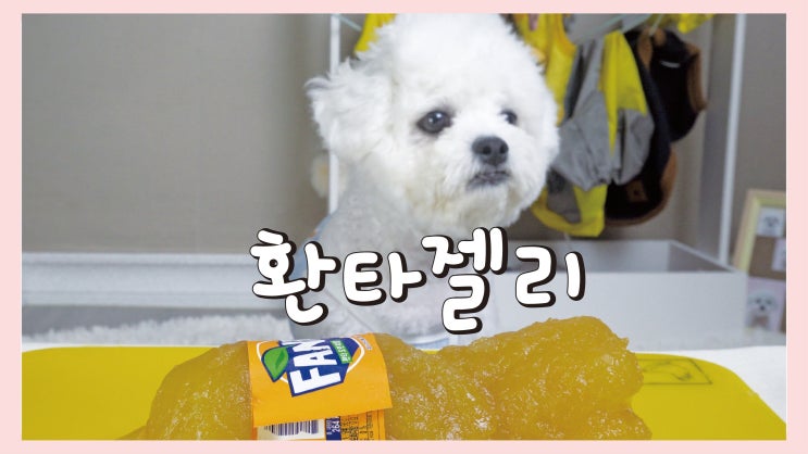  강아지 환타젤리 만들기 [강아지 음식 레시피]