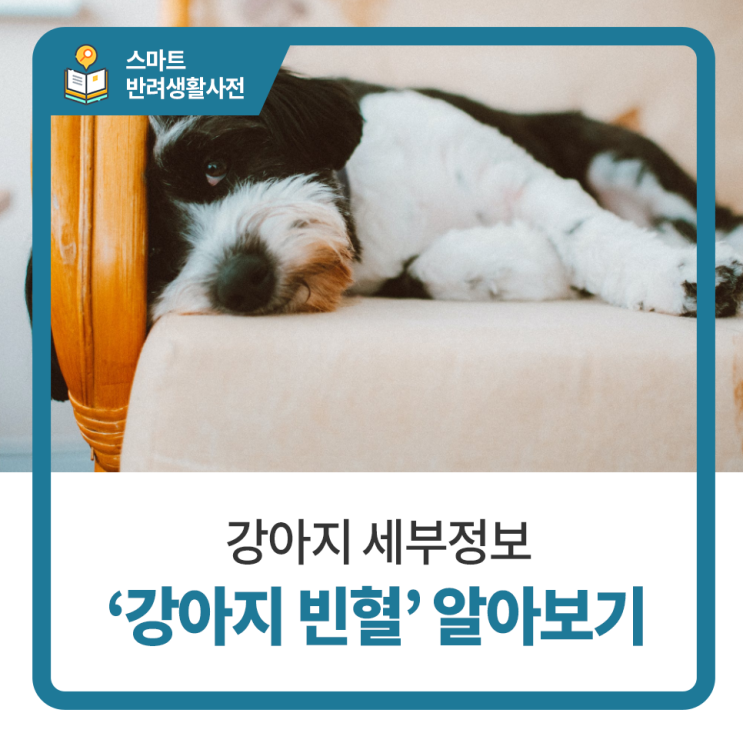  일산 고양 화정 24시 탑케어동물의료원 [강아지 빈혈에 대하여 알아봅시다!]