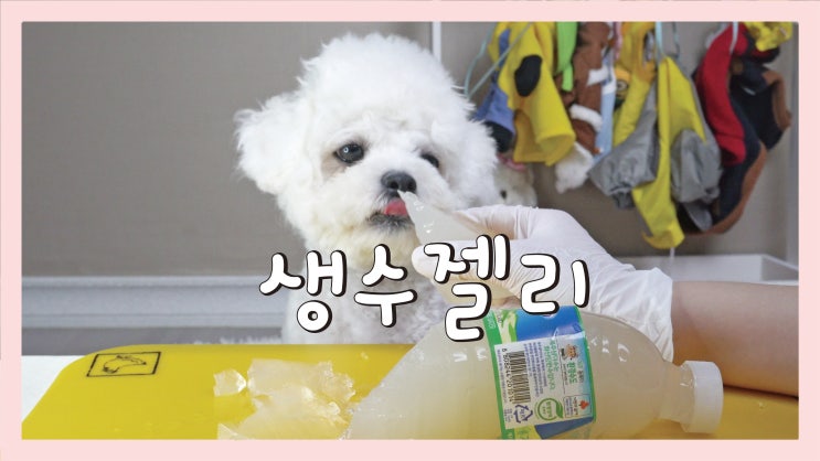  강아지 생수젤리 만들기 [강아지 음식 레시피]