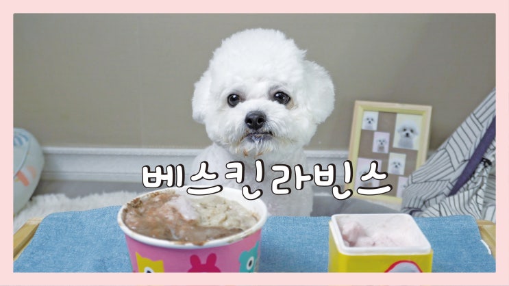  강아지 베스킨라빈스 아이스크림 만들기