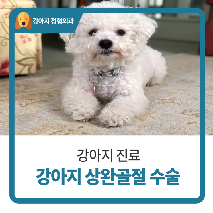  일산 고양 화정 24시 탑케어동물의료원 [강아지 상완골절 수술]