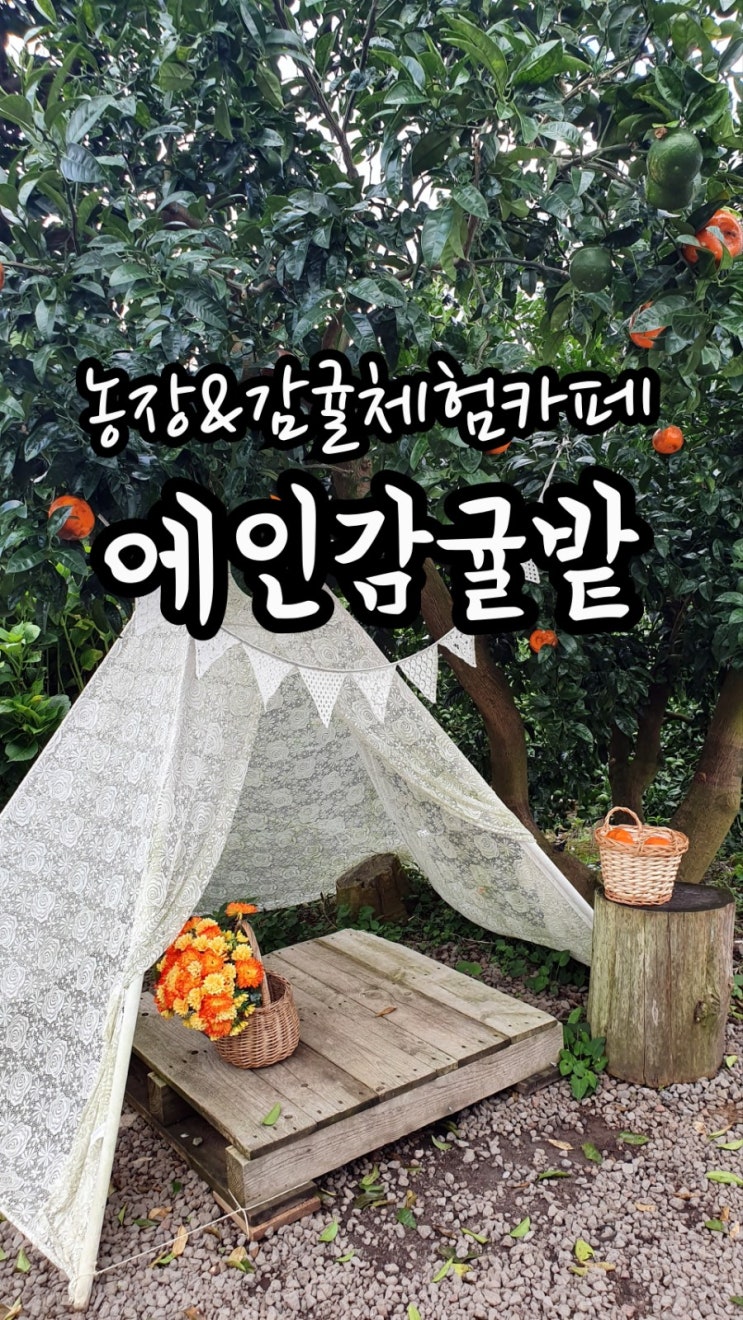  [제주도]농장&감귤체험카페:에인감귤밭
