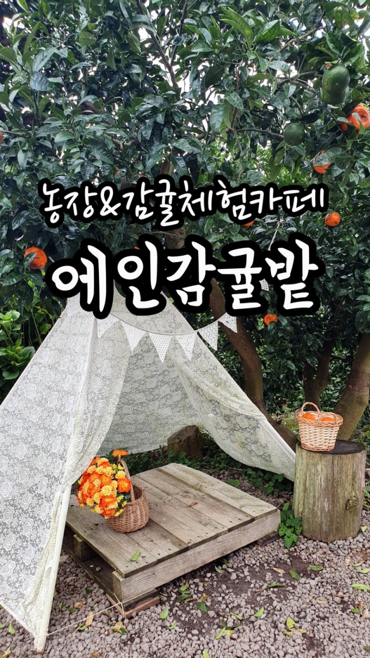 [제주도]농장&감귤체험카페:에인감귤밭