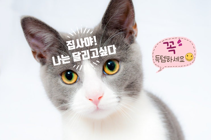 "슈슈아미 캣휠"로 고양이 활동량과 재미를 높여주세요!(꿀잼~)