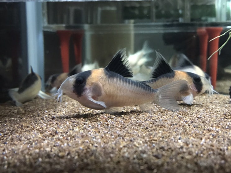  CF버게시 산란그룹