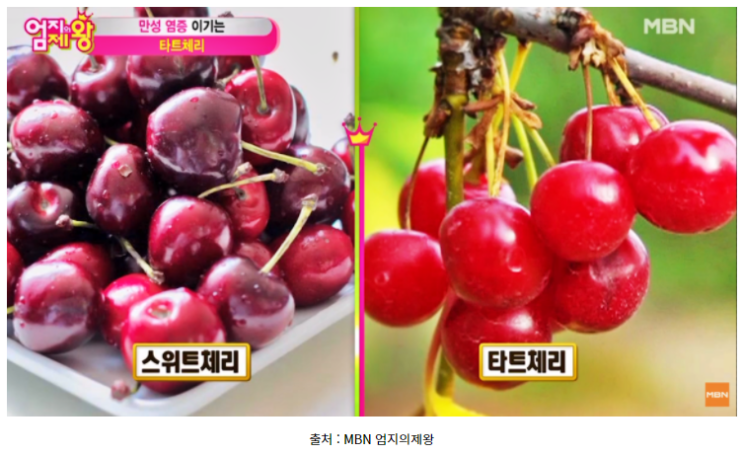  타트체리묘목 구하기