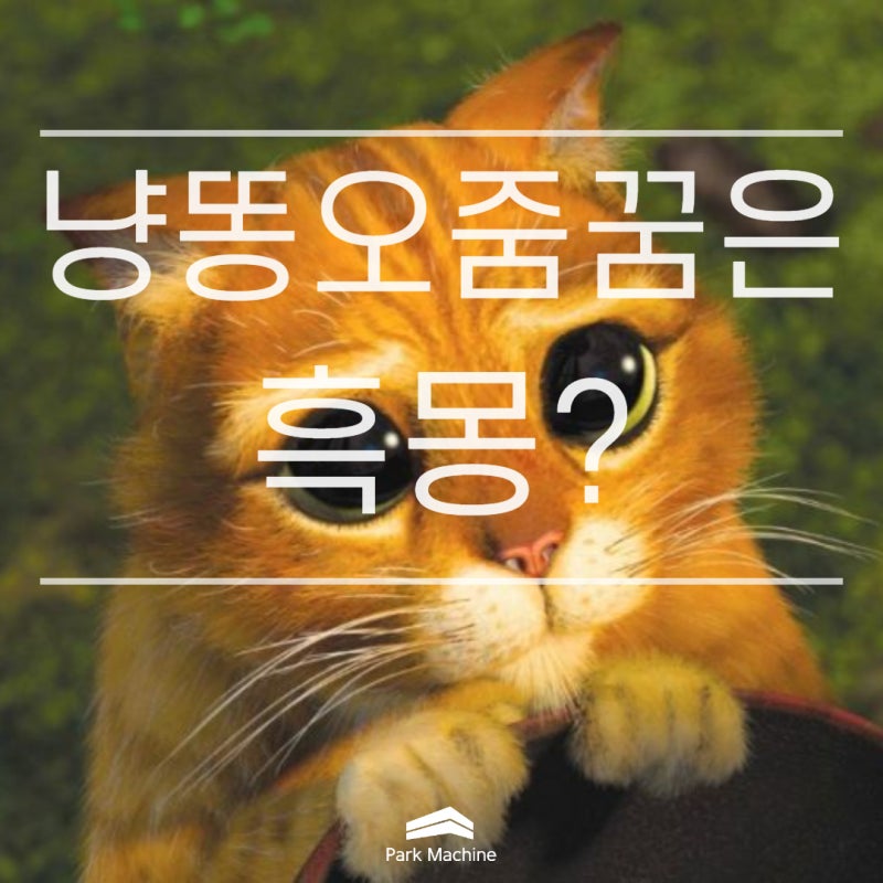 고양이가 오줌싸는 꿈 진짜 흉몽???